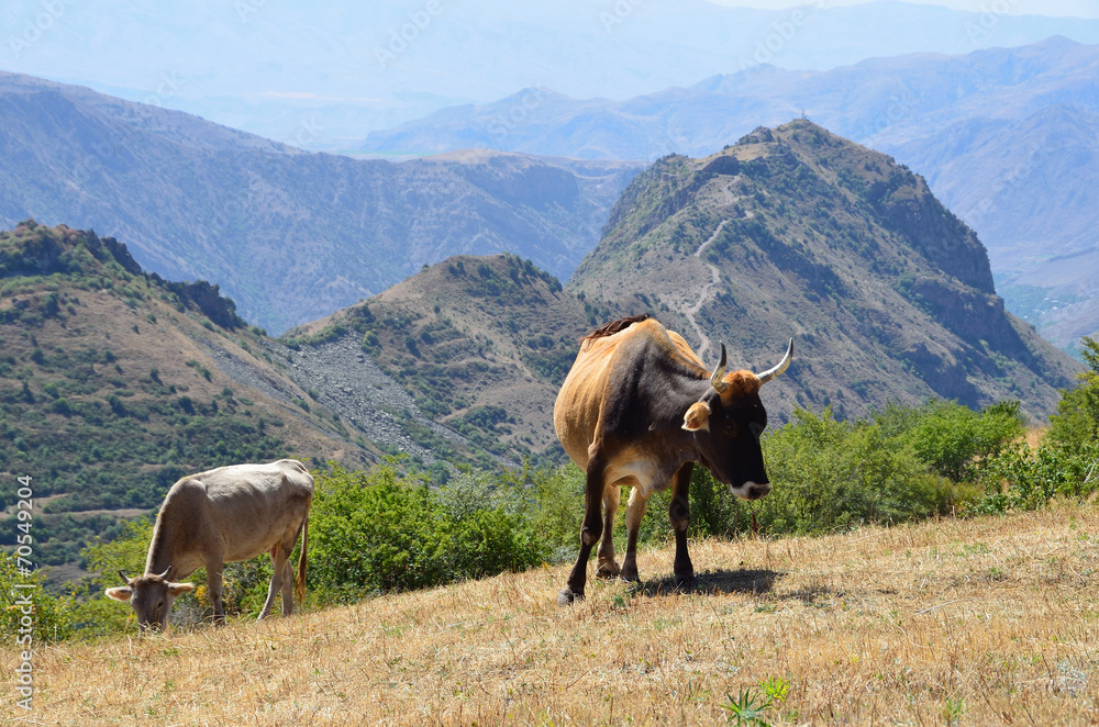 Fototapeta premium Коровы на высокогорном пастбище