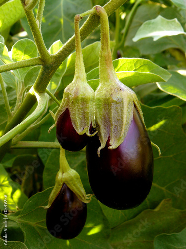 eggplants growing in the garden photo