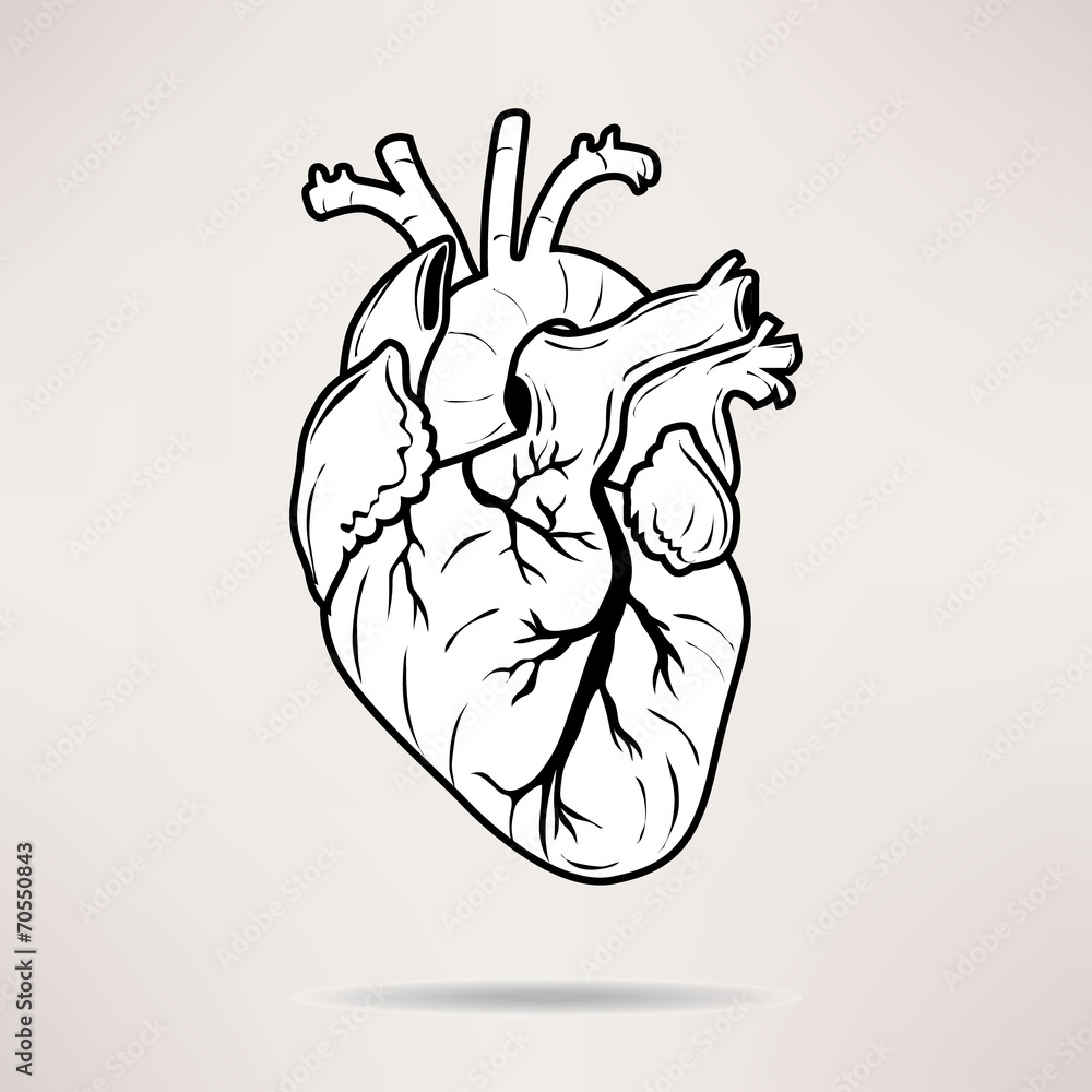 Fototapeta premium Icon Body heart icon. On the white background. Vector