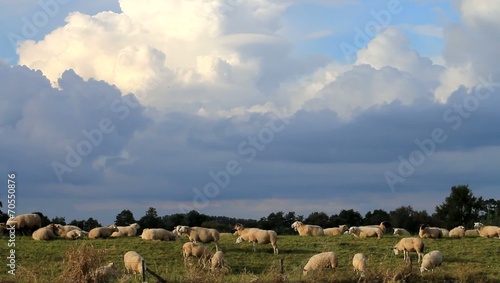 Wallpaper Mural Schafe am Deich Torontodigital.ca