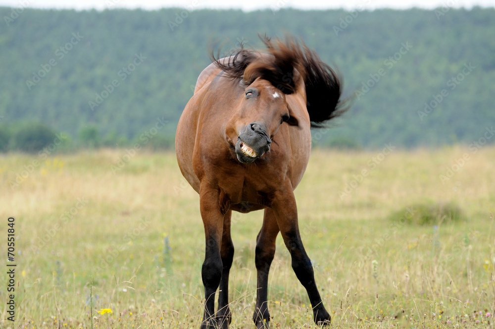 Fototapeta premium Horse.