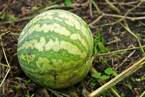 Watermelon On The Green Field Waiting For Harvesting