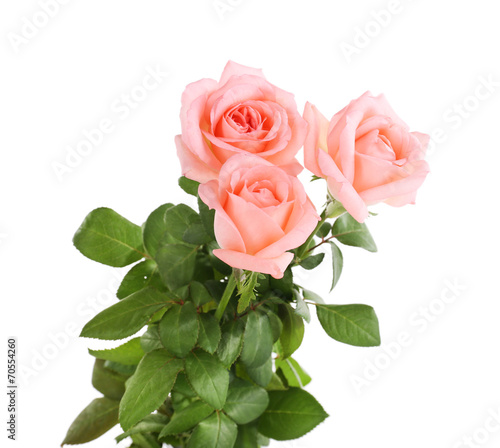 beautiful roses  isolated on white