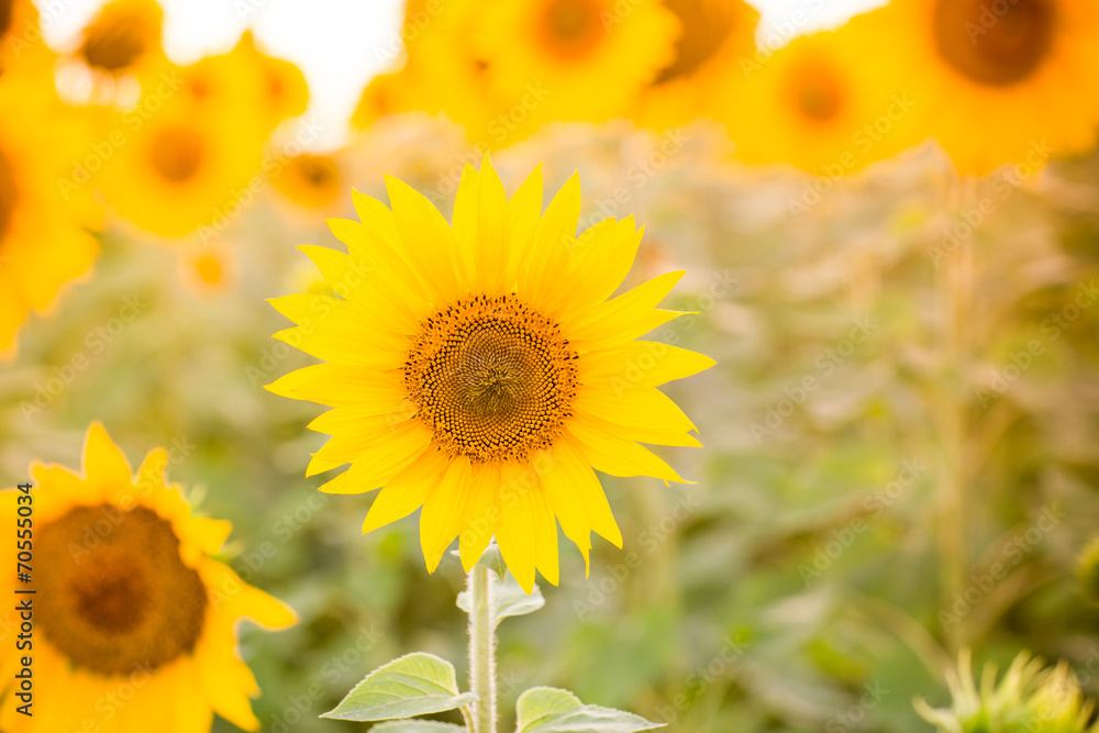 Obraz premium Sunflower field