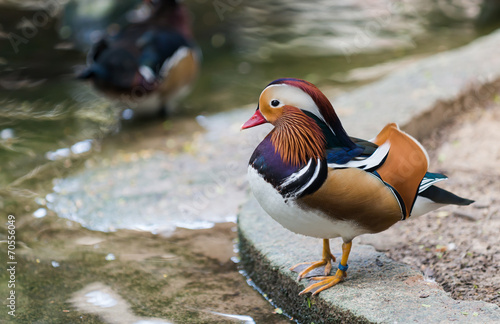 mandarin duck stand near pond