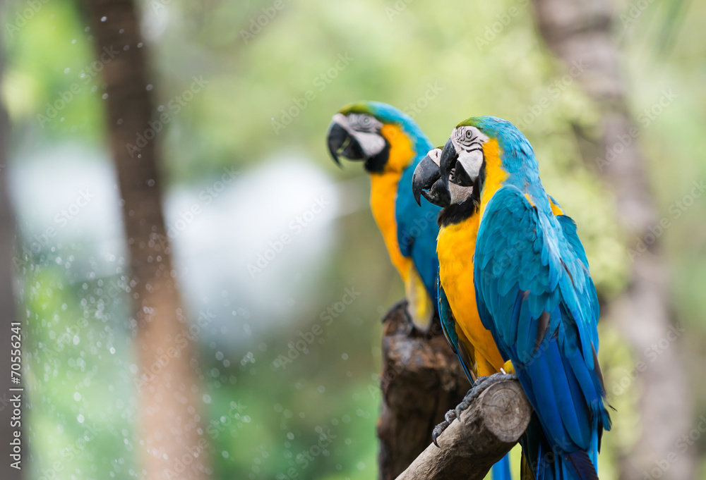blue macaw parrot stand on branch