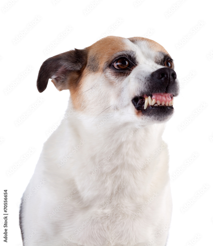 Angry dog on white background, isolated.