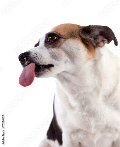 Funny dog with tongue on white background, isolated. © Alexia Khruscheva