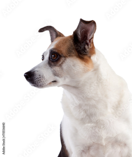 Surprise dog on white background, isolated.