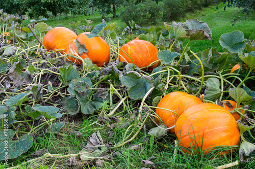 Big orange pumpkins growing in the garden