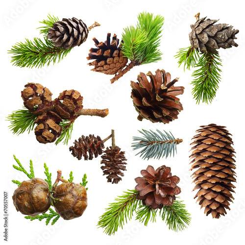 Set of fir evergreen tree branches and cones