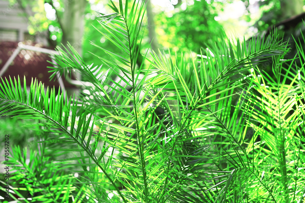 Green leaves in garden close-up Green leaves in garden close-up