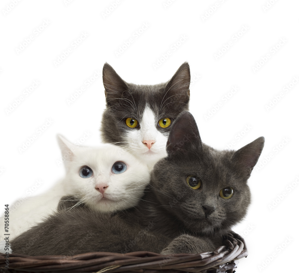 cats cats