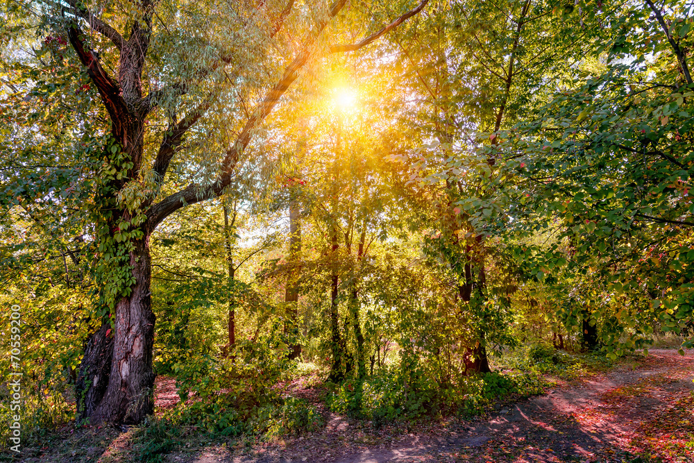A warm sun illuminates the forest through the tree branches in autumn