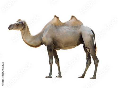 Bactrian camel isolated on white