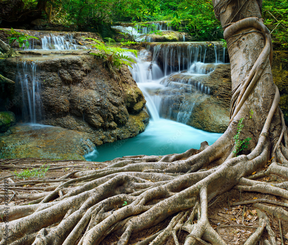 Fototapeta Drzewo na wapiennym wodospadzie w głębokim lesie