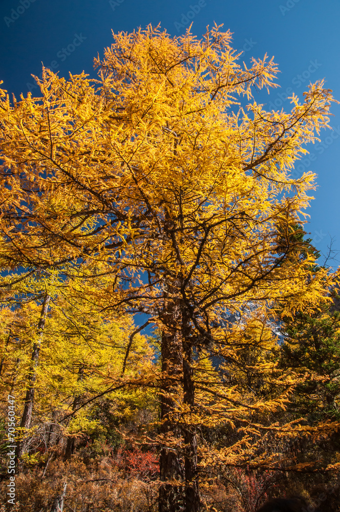 Colorful autumn