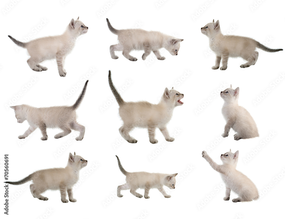 Fototapeta premium Different versions of photographs cat in profile. isolated