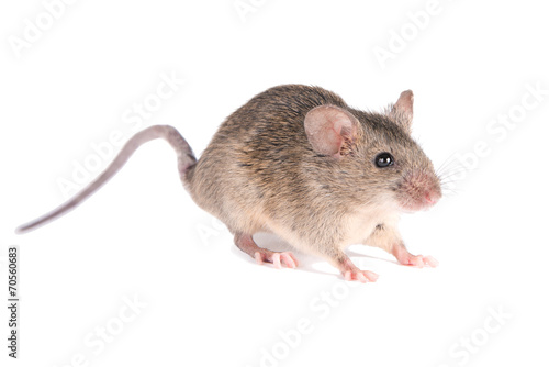 Field Mouse. isolated. striped field mouse