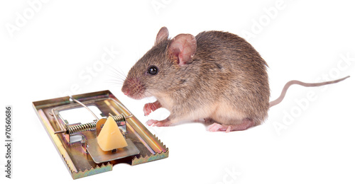 indecisive mouse near mousetrap with cheese. isolation