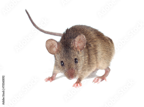 Field Mouse. isolated. striped field mouse