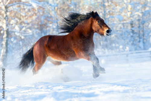 Big draft horse runs in winter