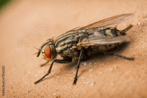 Macro fly © steevy84