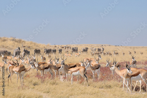 Springbok and zebra herds