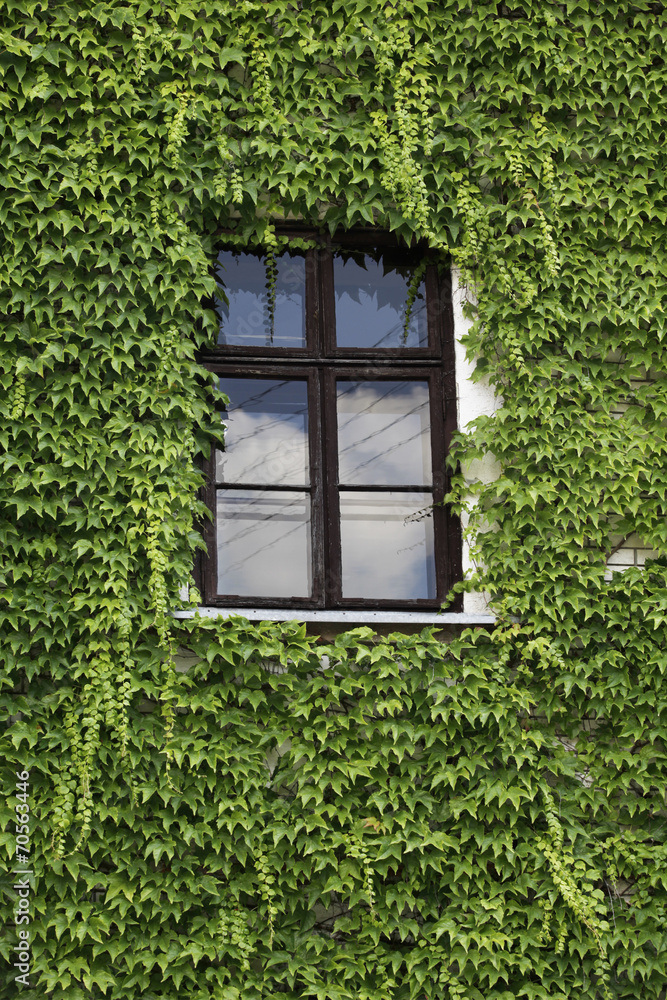 green ivy around open window in rural house