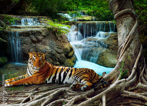 tygrys indochiński leżący z relaksującym pod banyantree przeciwko bea