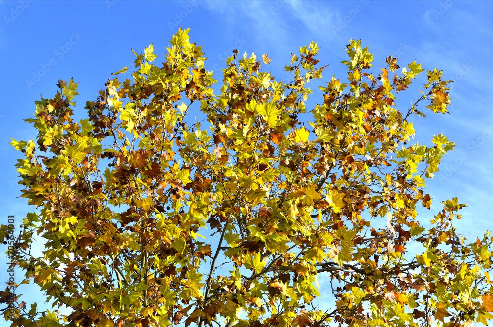 Otoño Otoño