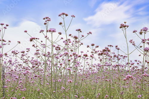 verbena field