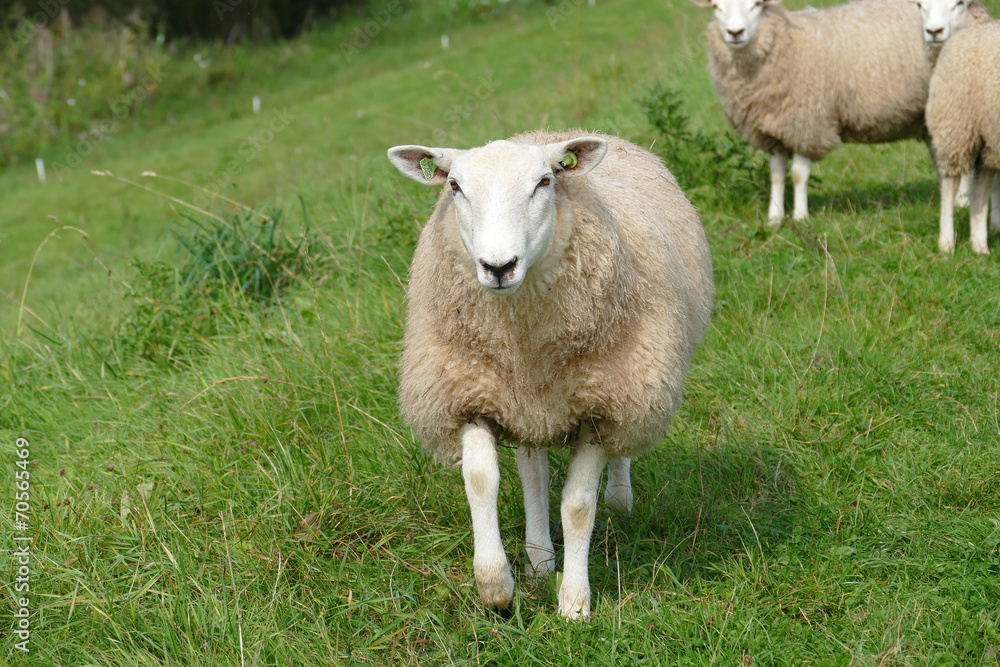 Fototapeta premium Sheep upfront on the dike