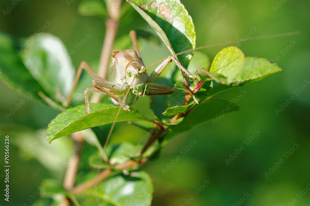 Grasshopper (Tettigonia cantans) Grasshopper (Tettigonia cantans)