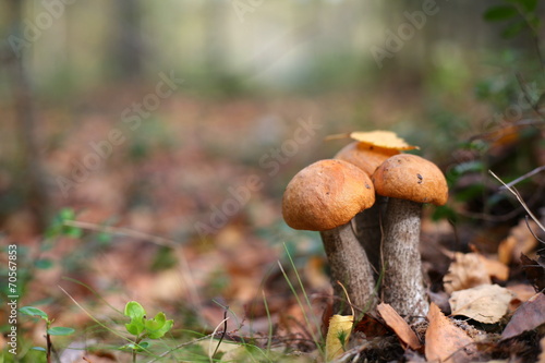 aspen mushrooms in the forest