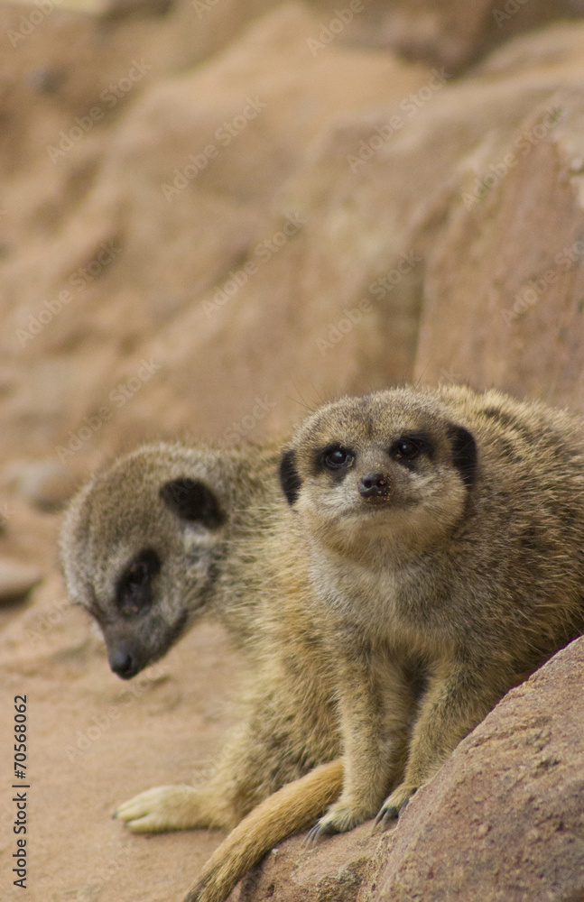 Fototapeta premium stunning meerkat