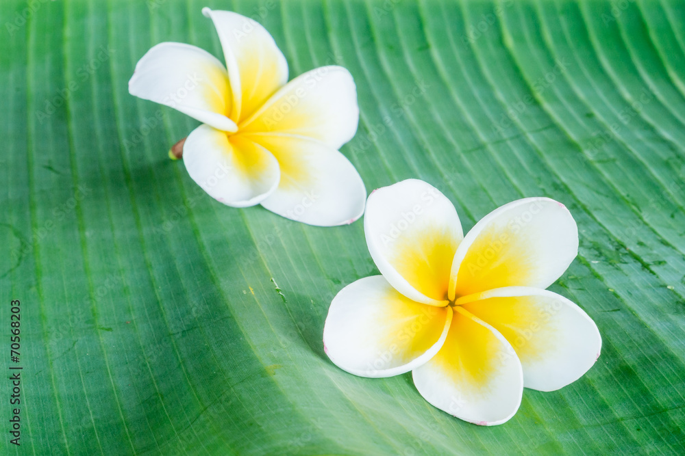 Frangipani on green leaf Frangipani on green leaf