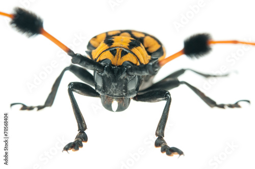 Common Tuft-bearing Longhorn (Aristobia approximator) on white b photo