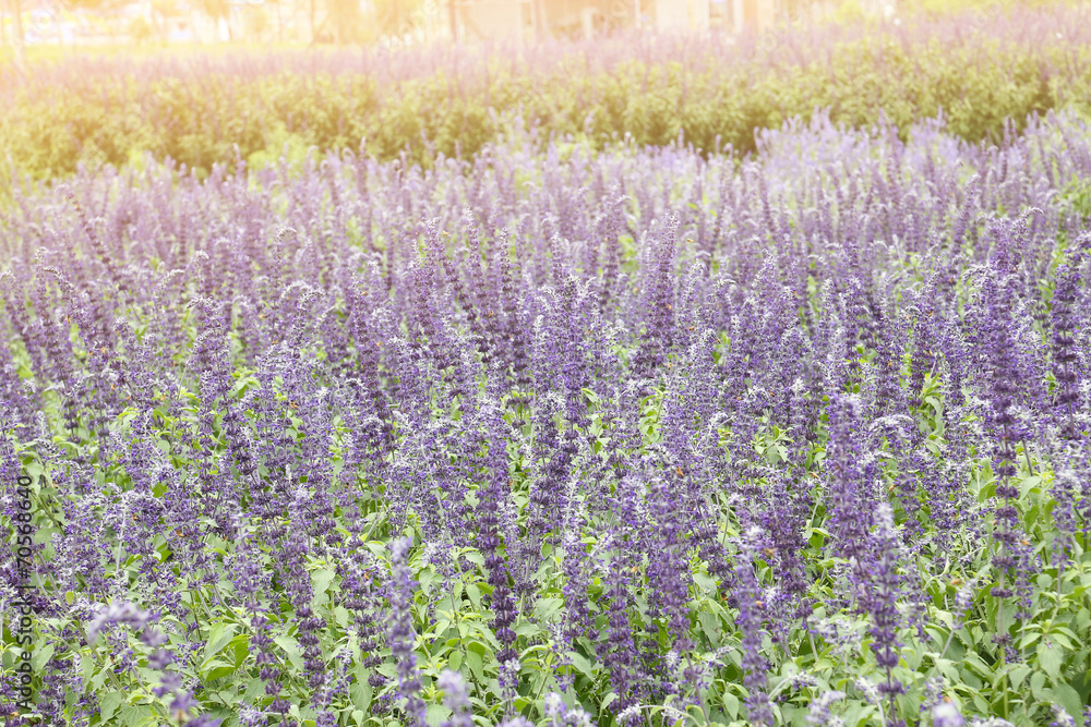 Naklejka premium lavender