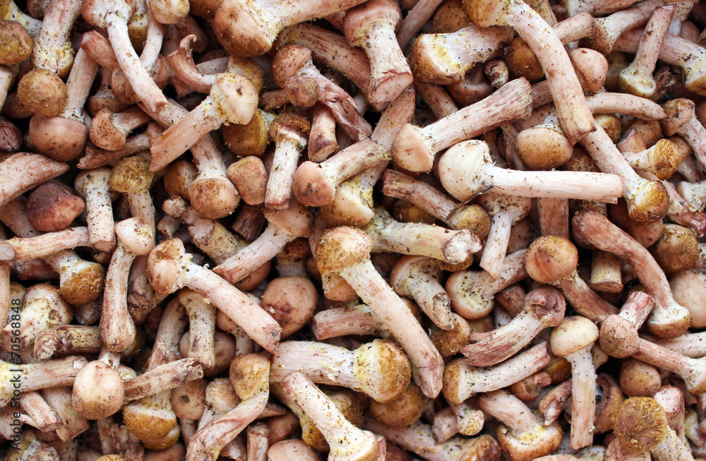 Background of small mushrooms honey agarics Background of small mushrooms honey agarics