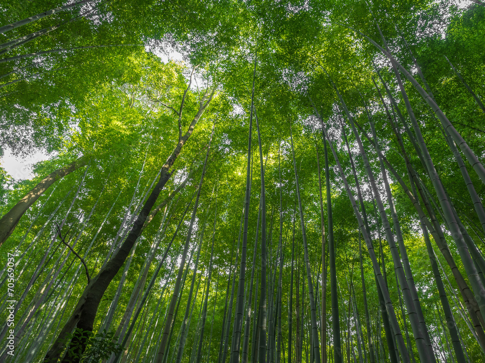 Fototapeta premium Kyoto Bamboo grove,Japan