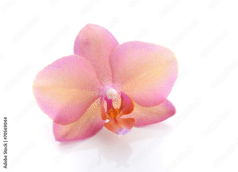 Orchideenblüte Orchideenblüte