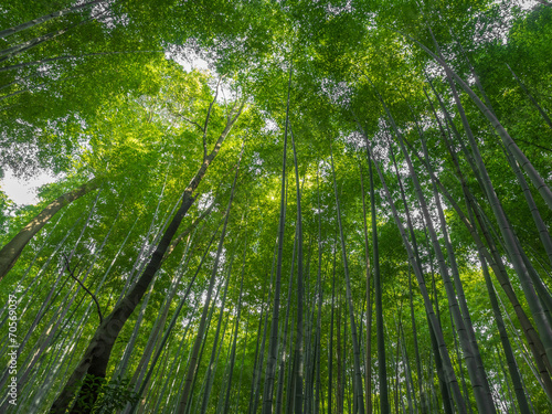 Kyoto Bamboo grove Japan