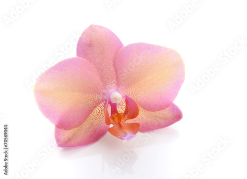 Orchideenbl  te