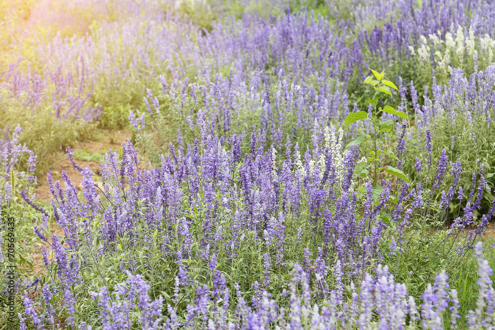 Obraz premium lavender