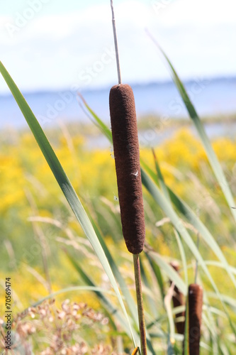 Cattail (Typha)