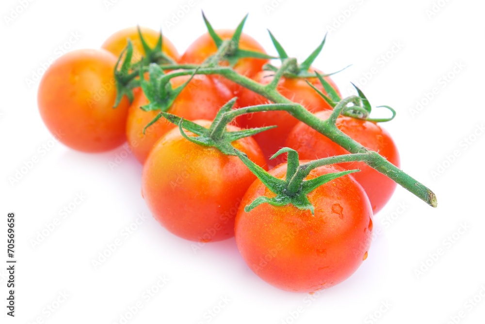 Closeup of cherry tomatoes on the vine Closeup of cherry tomatoes on the vine