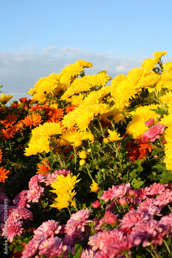 Obraz premium Chrysanthemums