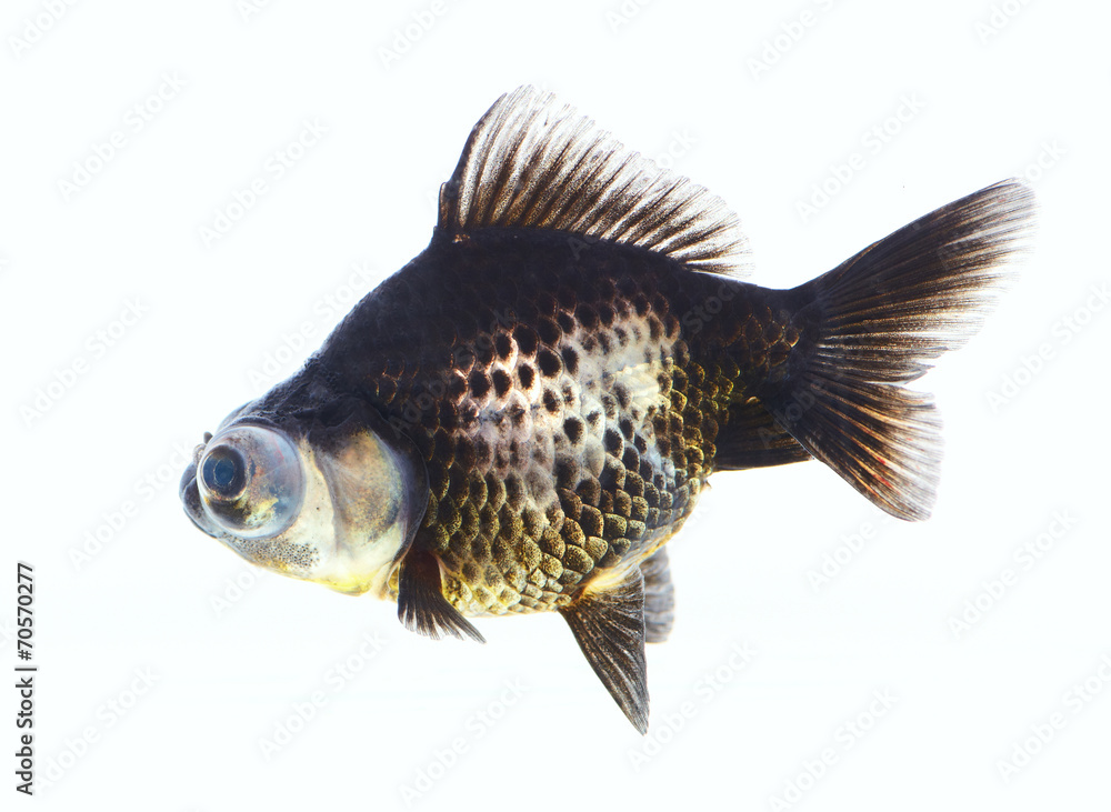 Naklejka premium Aquarium black fish