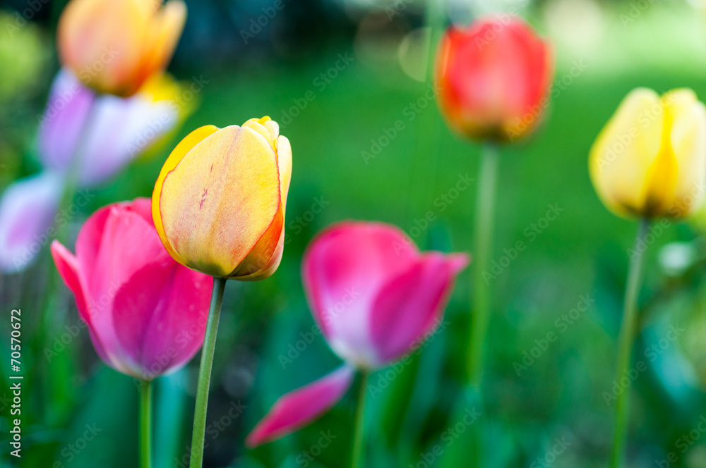 Fototapeta premium Beautiful tulips